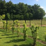 Paysagiste : Plantation engazonnement